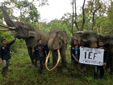 International Elephant Foundation – Saving Elephants .